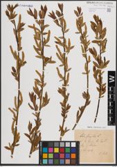 Foto von Salix fragilis L.